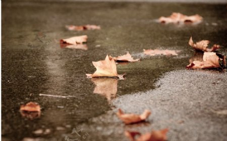 清新雨景图片