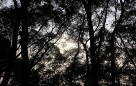 林中阳光图片