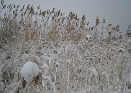 芦苇雪图片