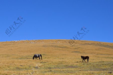 原野牧马图片