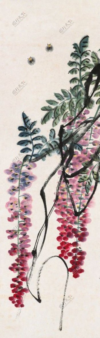 紫藤蜜蜂图片