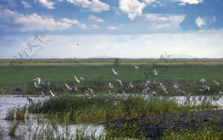 湿地自然生态图片
