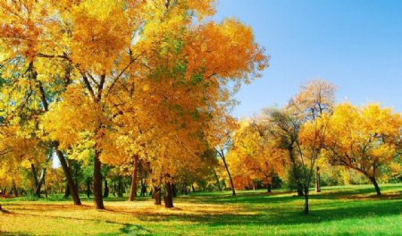 秋色树林风景图片