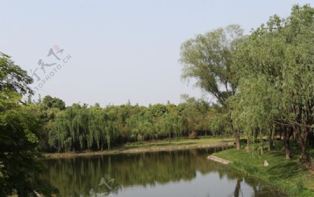 河边的大树图片
