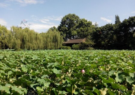 新都桂湖图片