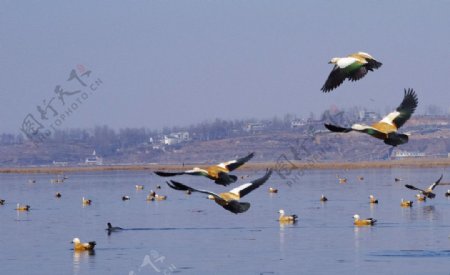 威宁草海野鸭图片