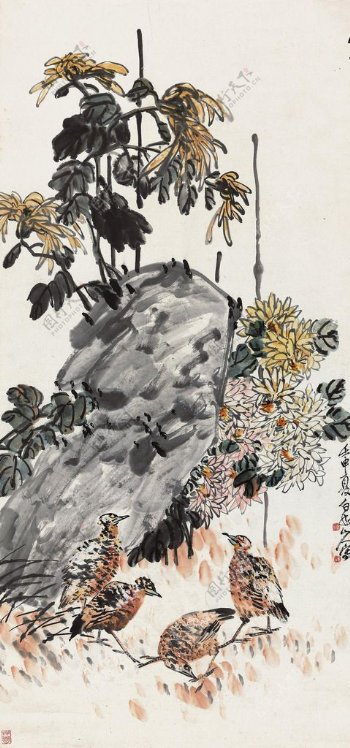 秋菊鹌鹑图片