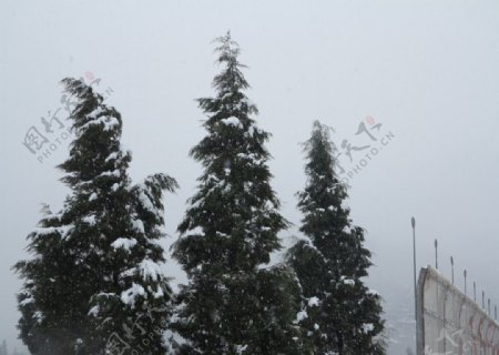 雪中杉树图片