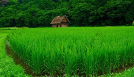 碧草悠悠森林小屋图片