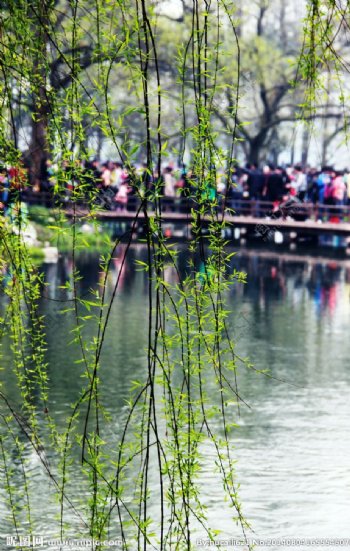 杭州三月杨柳图片