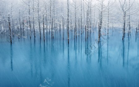 冬林淡雅背景图片