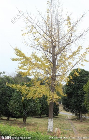 秋季景观树图片