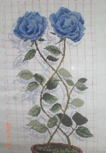 盛开的蓝玫瑰图片