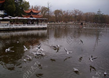 昆明翠湖图片