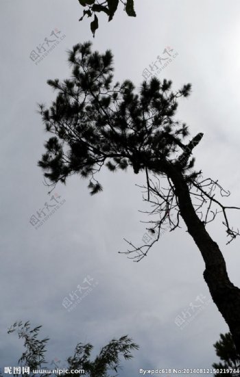 松树树影图片