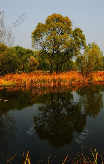 秋树倒映湖面图片