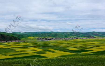 门源油菜花图片