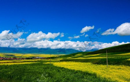 门源油菜花图片