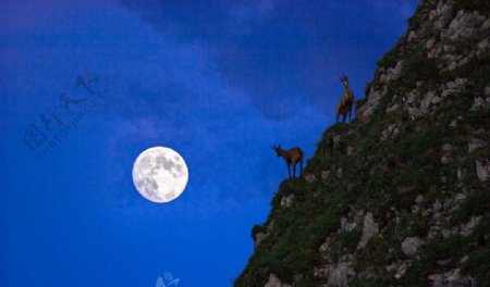 月夜下山上的鹿图片