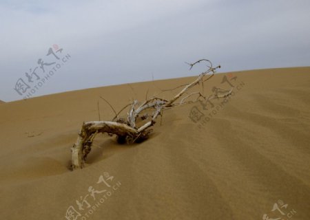 沙漠中的枯枝图片