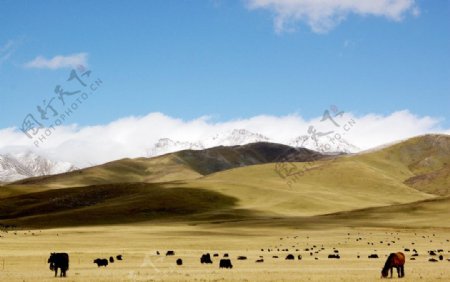 祁连山牧场图片