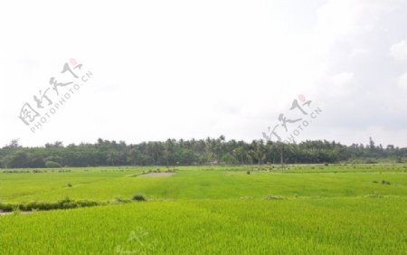 稻田水稻海南风景图片