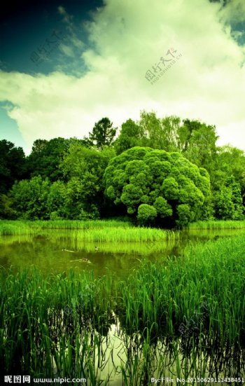 高清沼泽图片