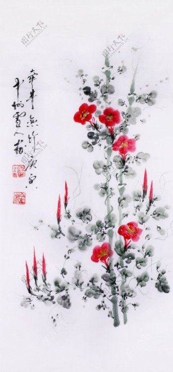 牵牛花图片