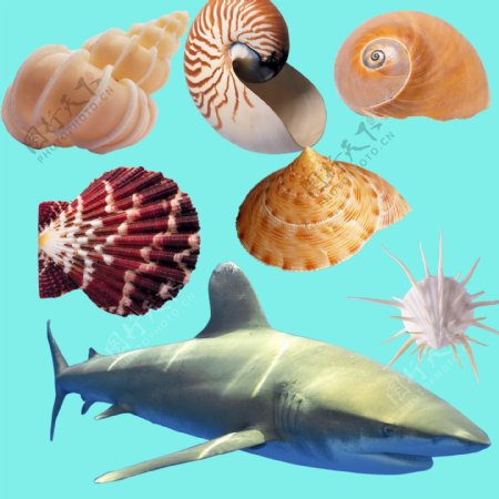 海螺扇贝鲨鱼图片