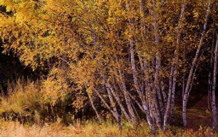 乌兰布统的秋天图片