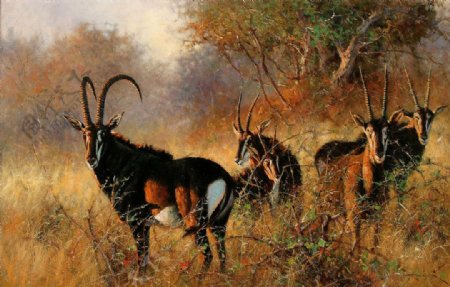 非洲草原的羚羊图片