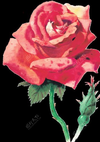 手绘红色玫瑰花图片