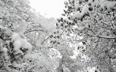 雪景图片