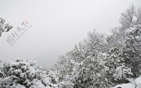 森林雪景图片