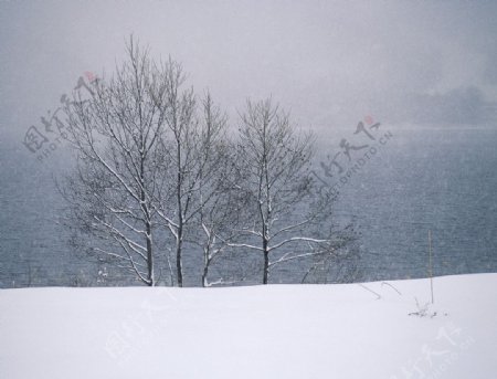 雪原中的两棵树图片