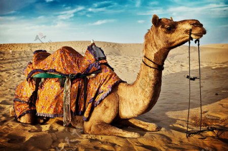 高清骆驼图丝绸之路图片