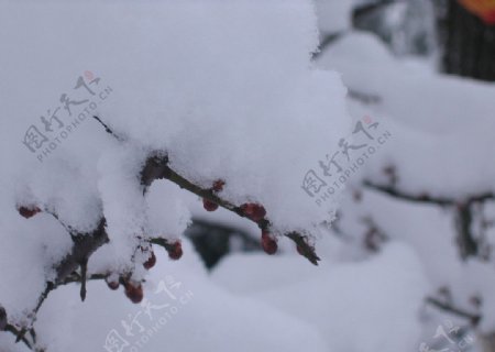 红梅雪景二图片