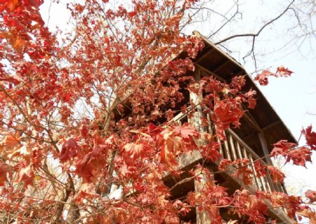 红叶和小木屋图片
