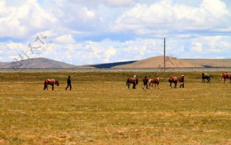 青藏高原牧民图片