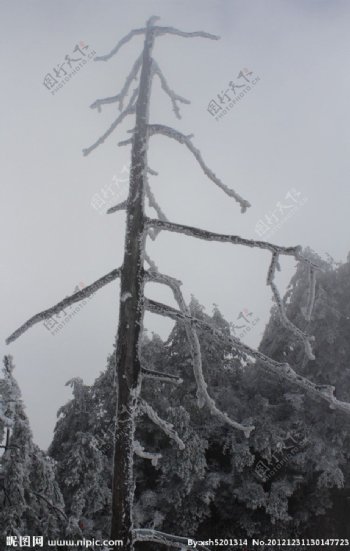 结冰的枯树图片