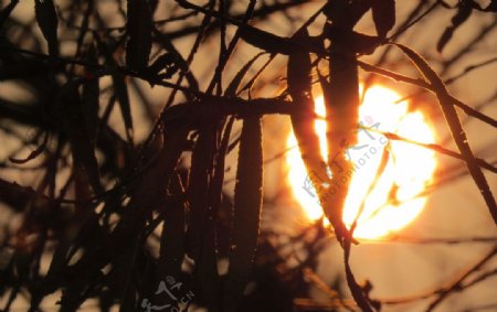 黄昏斜阳树影图片