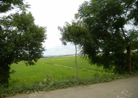 稻田边树图片