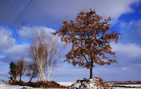 冬日尼尔基图片