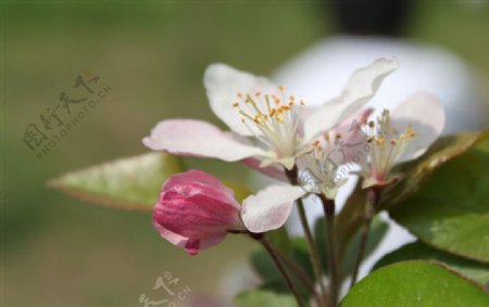绽放的海棠花图片