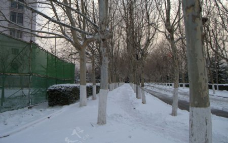 雪后人行道图片