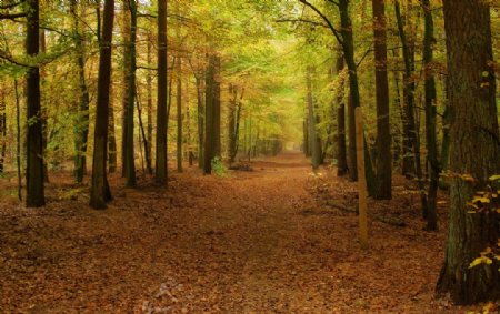 秋季林间小道图片