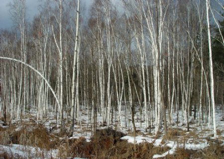 冬之白桦林图片