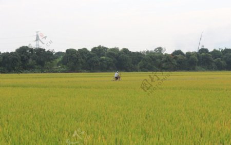 水稻田间图片