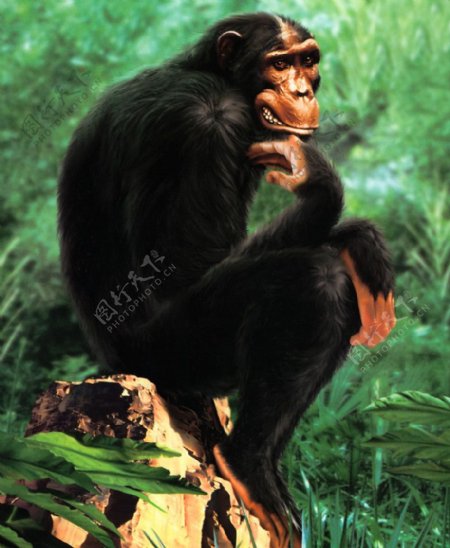 超写实黑猩猩油画图片