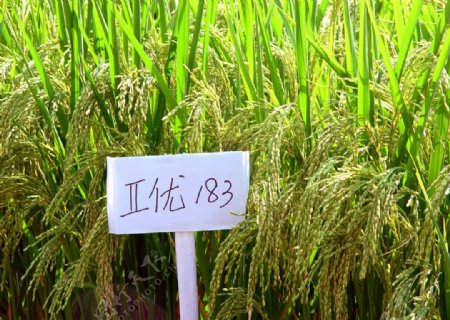 高产杂交水稻优良品种图片